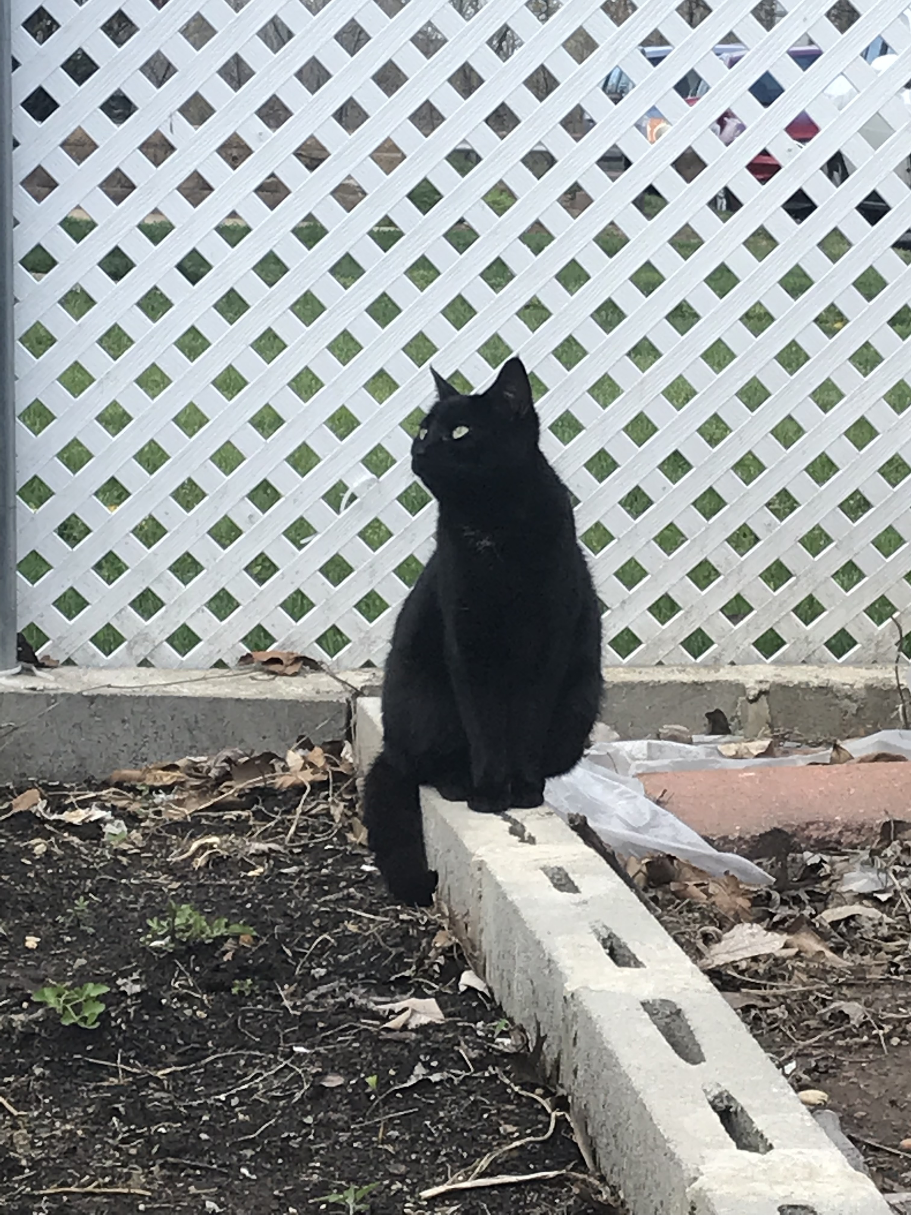 my cat pic